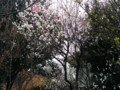 1本の木から2色の色の桜の花が（東工大）