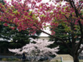 もっと色が濃いい桜(東工大)