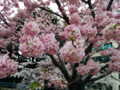 色が濃い目でシュシュみたいな桜