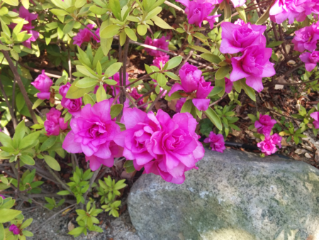 f:id:bean:20160511162356p:image:w640