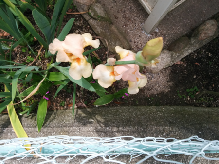 f:id:bean:20160511170001p:image:w640