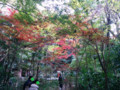 等々力渓谷 #4