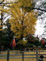 等々力不動尊本堂 いちょう