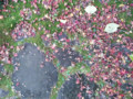 足元の紅葉