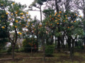 みかんの木