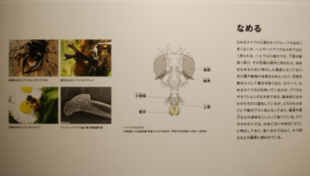 f:id:bean:20180809093213p:image:w360