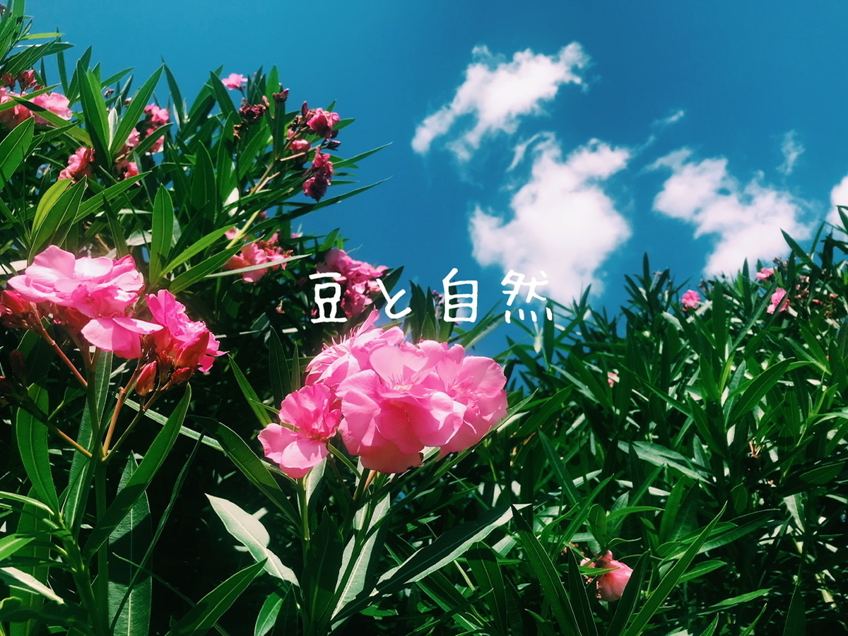 f:id:beansandnature:20200830091748j:plain