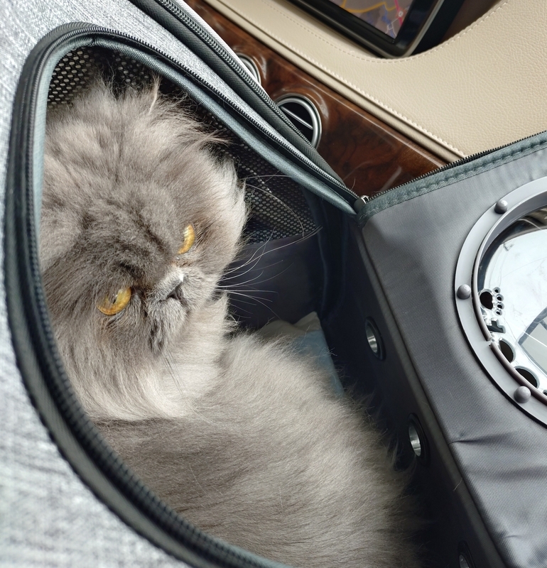 まめちゃん、サマーカットに行く！ - 本にうもれて、猫をすう。