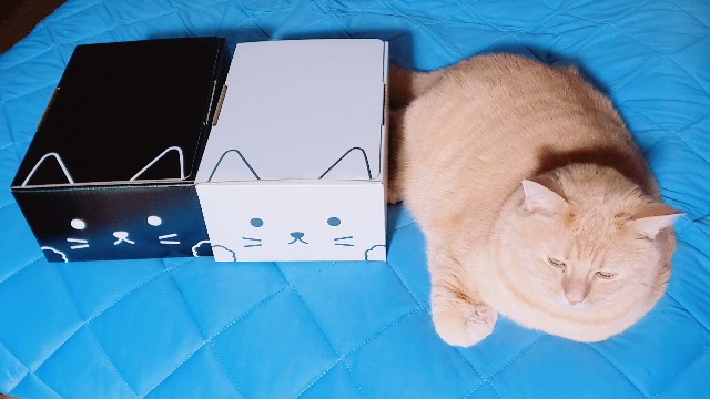 f:id:bearSuu:20200812235610j:image