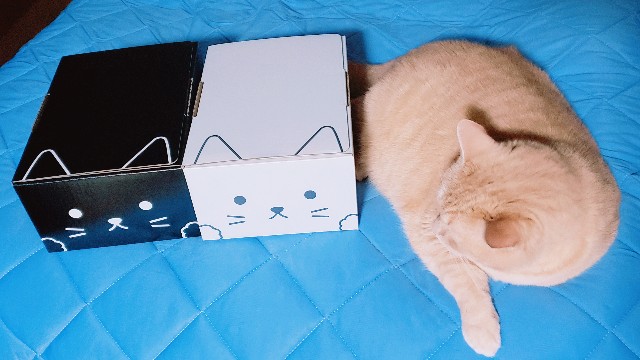 f:id:bearSuu:20200813011545j:image