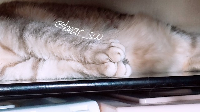 f:id:bearSuu:20200816235011j:image