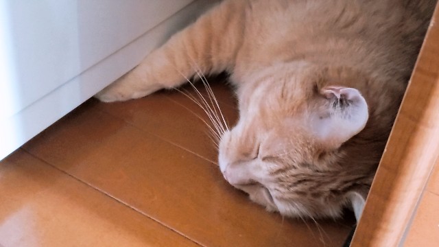 f:id:bearSuu:20200816235032j:image