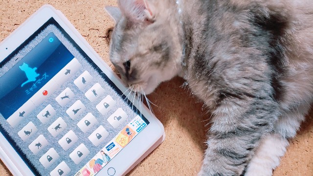 f:id:bearSuu:20200817002627j:image