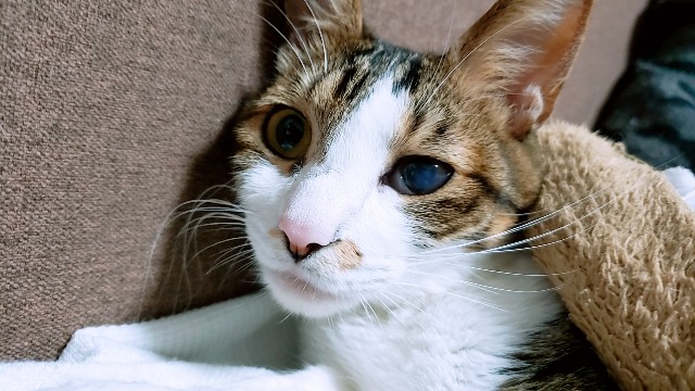 f:id:bearSuu:20200817002747j:image