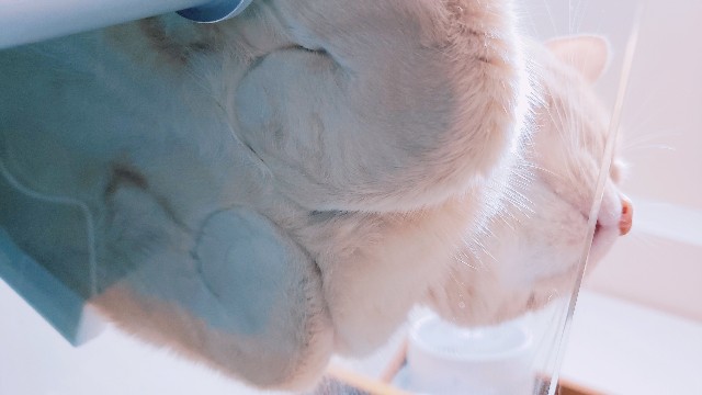 f:id:bearSuu:20200817010033j:image