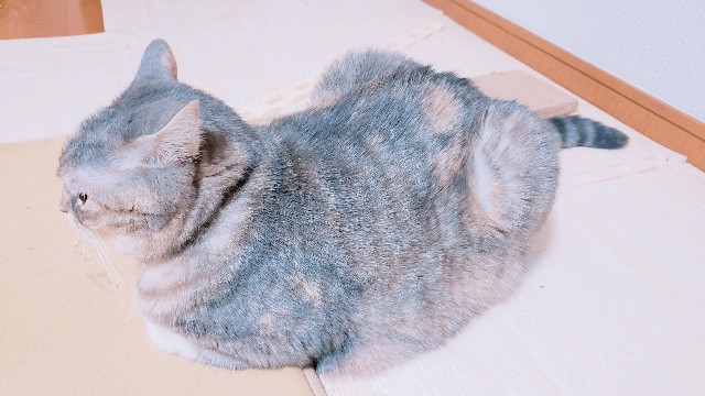 f:id:bearSuu:20200820122304j:image