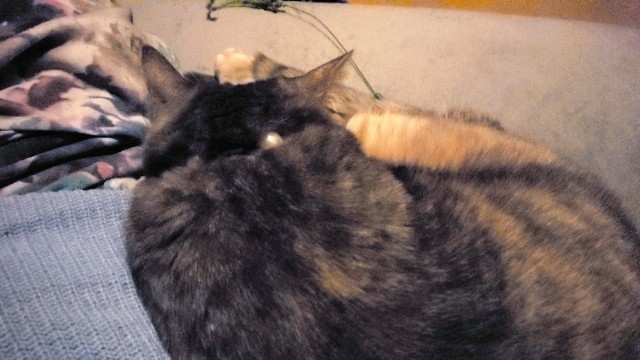 f:id:bearSuu:20200820122616j:image