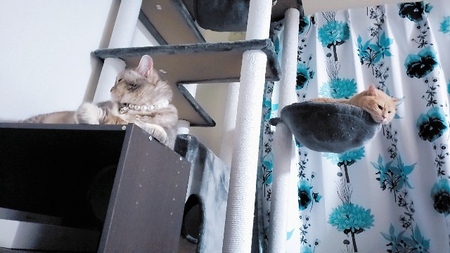 f:id:bearSuu:20200820124432j:image