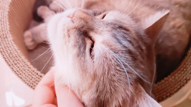 f:id:bearSuu:20200820124749j:image