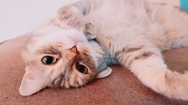 f:id:bearSuu:20200820125008j:image