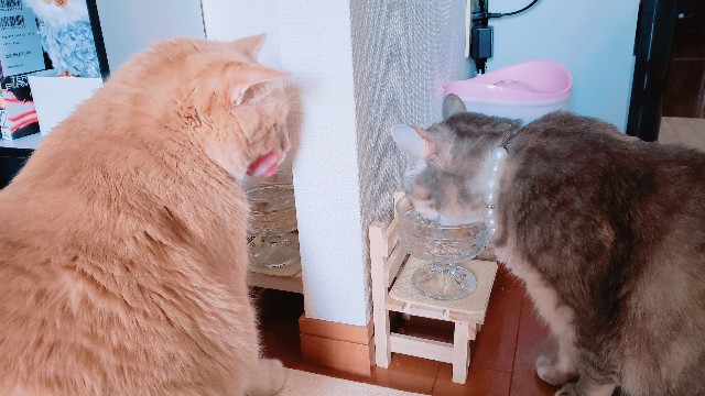 f:id:bearSuu:20200820160636j:image