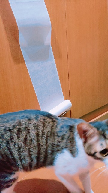 f:id:bearSuu:20200825002446j:image