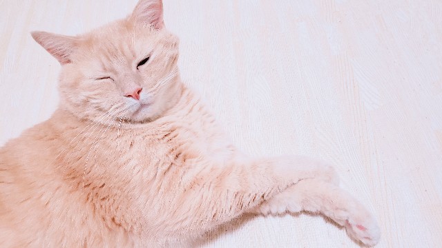f:id:bearSuu:20200827233348j:image