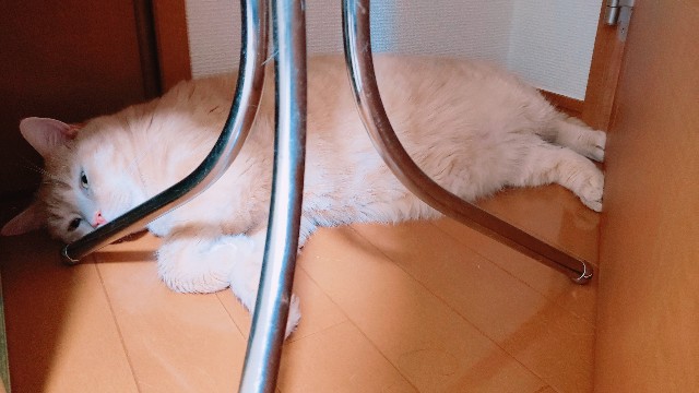 f:id:bearSuu:20200827234421j:image