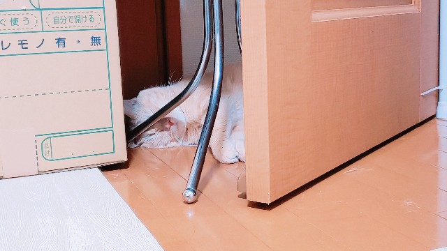 f:id:bearSuu:20200827234813j:image