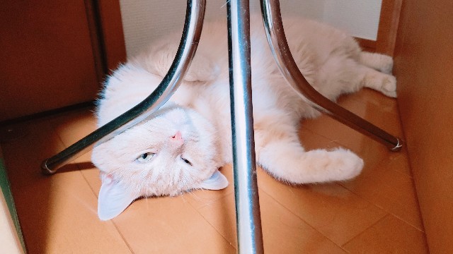 f:id:bearSuu:20200827235015j:image