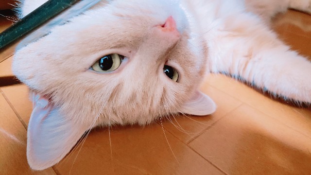 f:id:bearSuu:20200827235058j:image