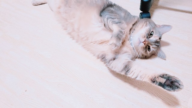f:id:bearSuu:20200827235629j:image