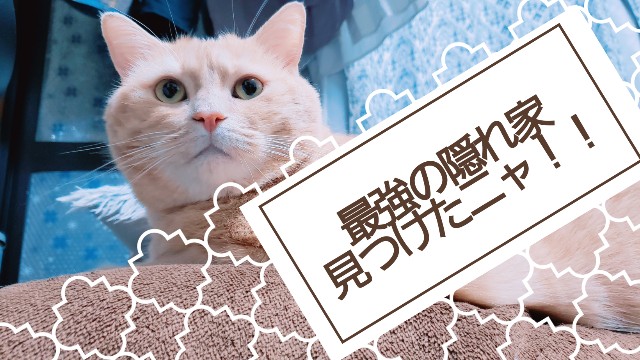 f:id:bearSuu:20200828000859j:image