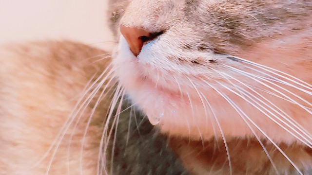 f:id:bearSuu:20200903234258j:image
