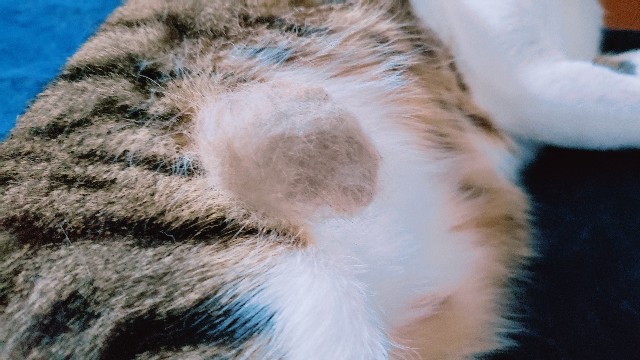 f:id:bearSuu:20200903235025j:image