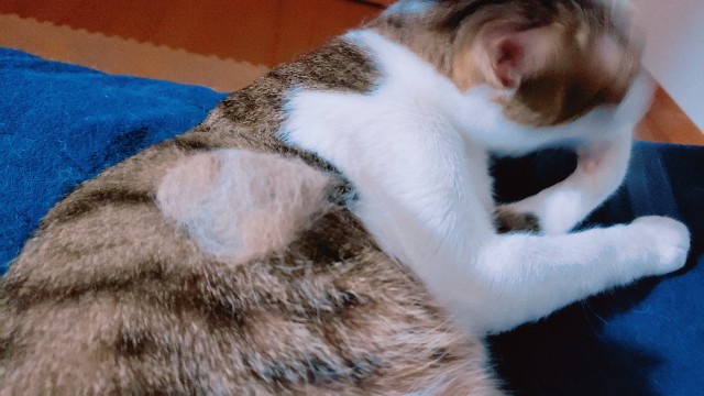 f:id:bearSuu:20200903235729j:image
