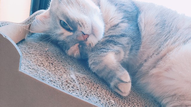 f:id:bearSuu:20200906202248j:image