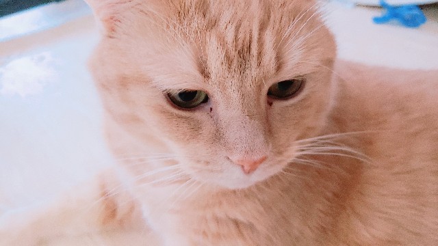 f:id:bearSuu:20200906212041j:image