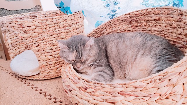 f:id:bearSuu:20200907225753j:image