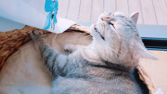 f:id:bearSuu:20200907231006j:image