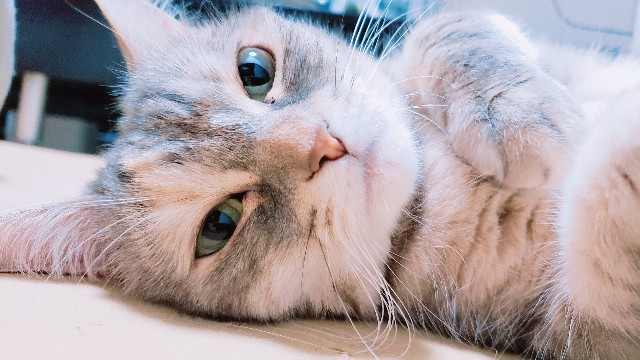 f:id:bearSuu:20200916232901j:image