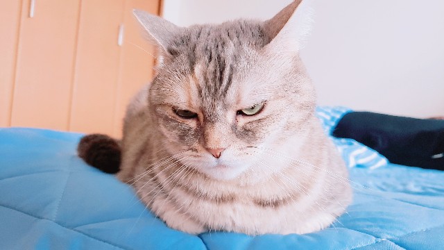 f:id:bearSuu:20200916233201j:image