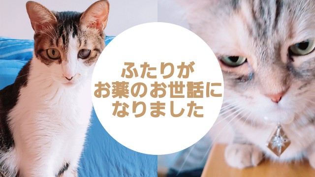 f:id:bearSuu:20200916234523j:image