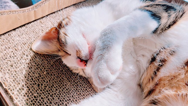 f:id:bearSuu:20200920001513j:image