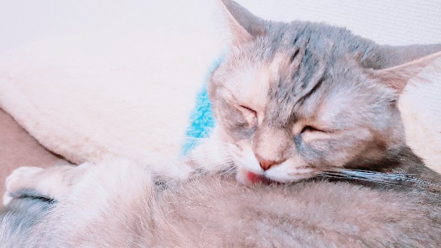 f:id:bearSuu:20200920001726j:image