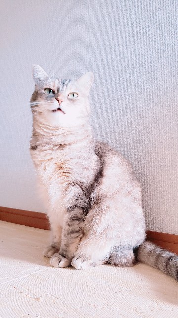 f:id:bearSuu:20200926222454j:image