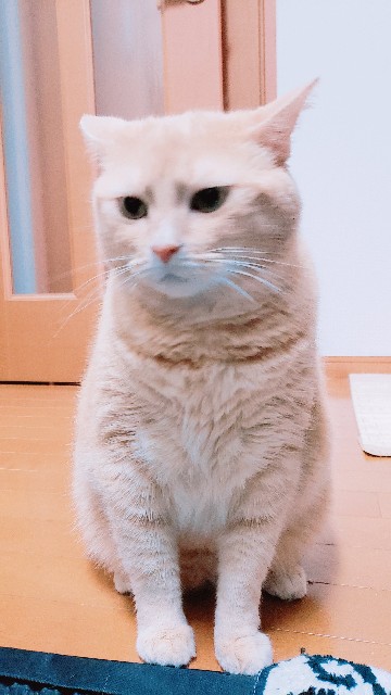 f:id:bearSuu:20200926222550j:image