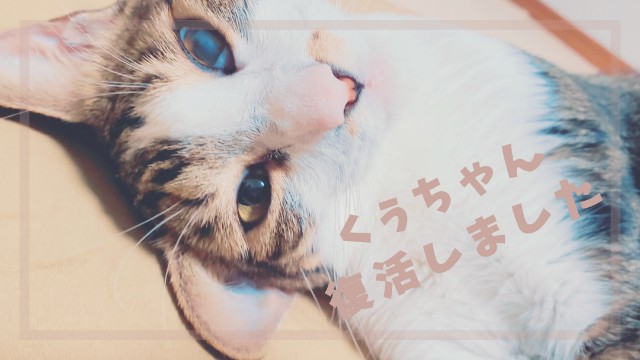 f:id:bearSuu:20200926231057j:image