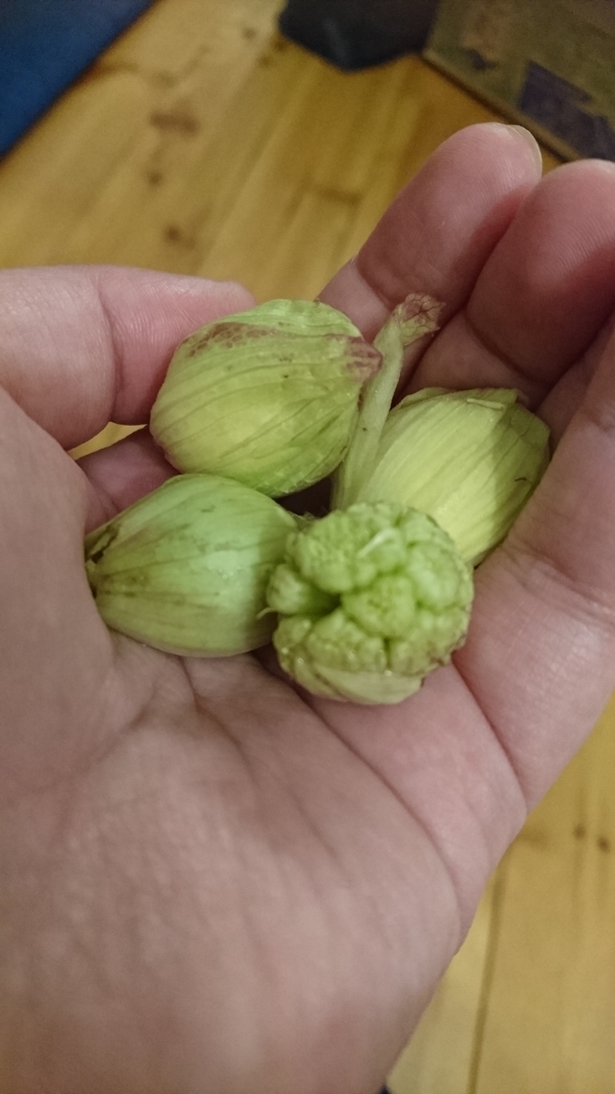 f:id:bearbell:20190305211401j:plain f:id:bearbell:20190305211401j:plain