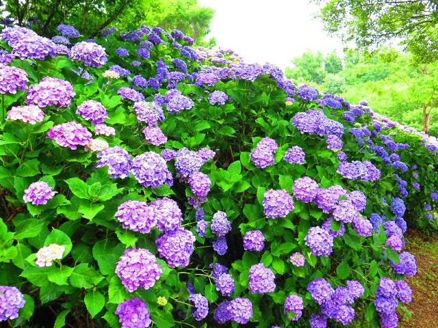 f:id:beat:20170622204222j:image